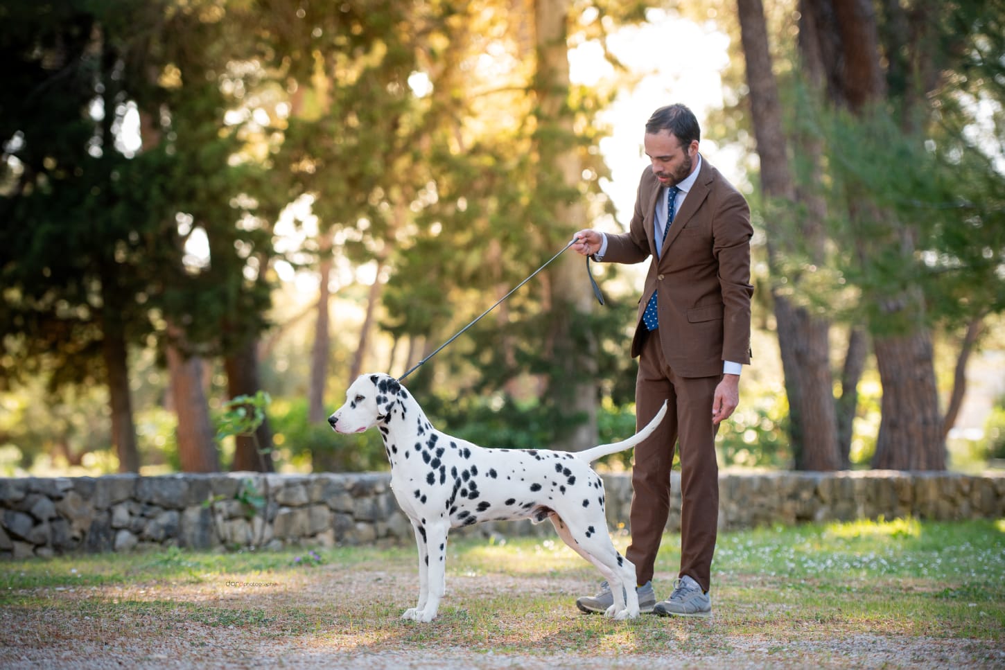 Dalmata in posa con allevatore